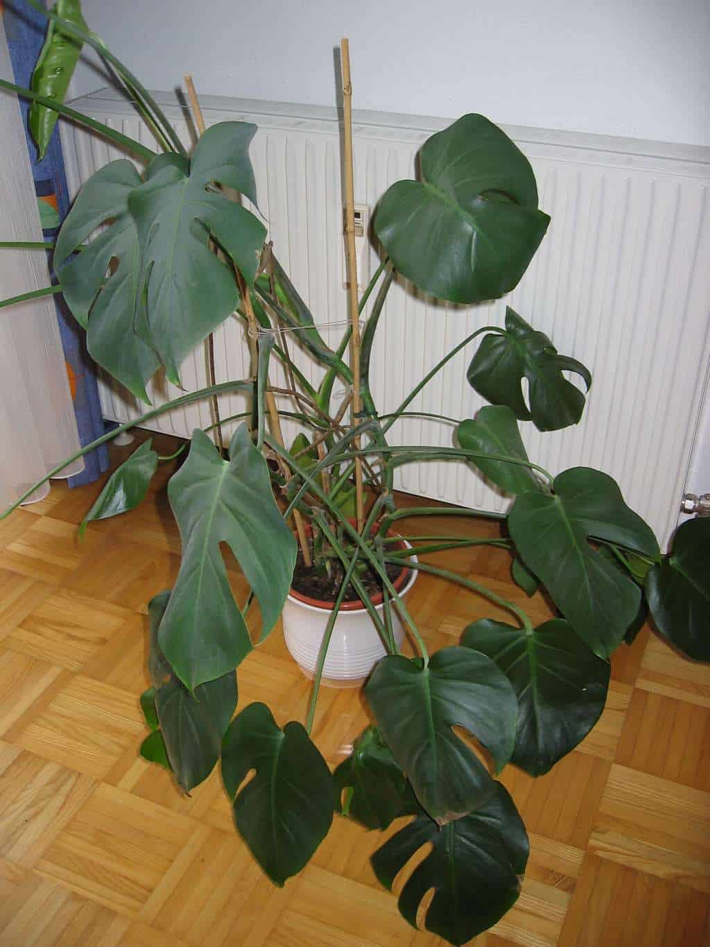 How to Fix a Leggy Monstera Plant?