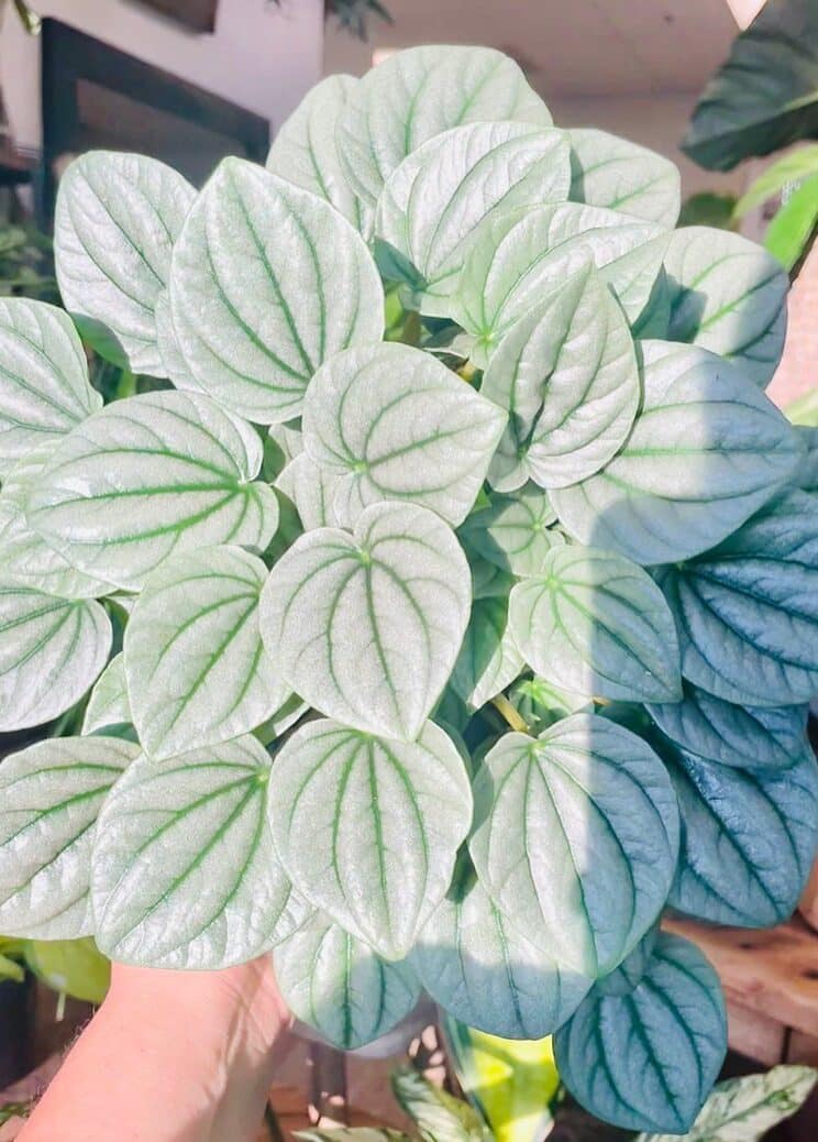 Stunning Peperomia Frost plant exposed to sunlight.