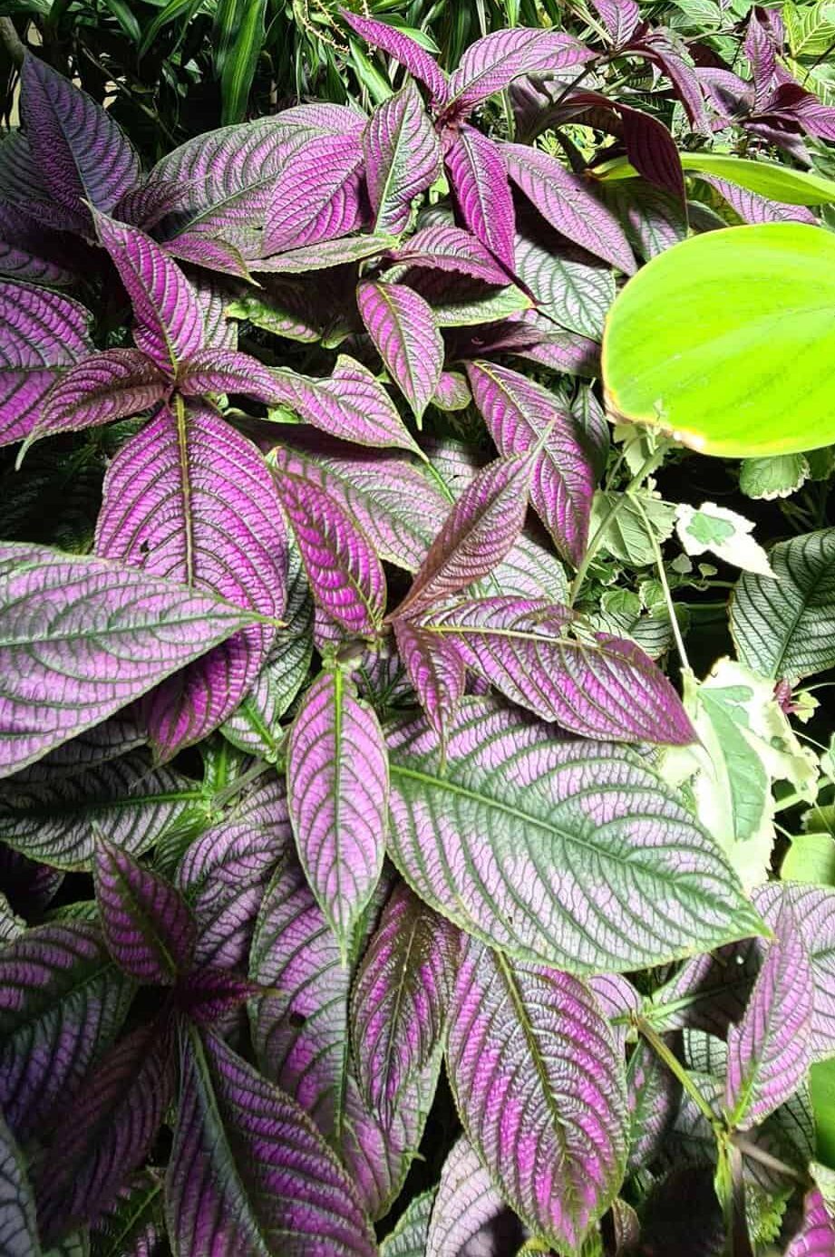 The group of Purple Persian Shield bush is growing outdoors.