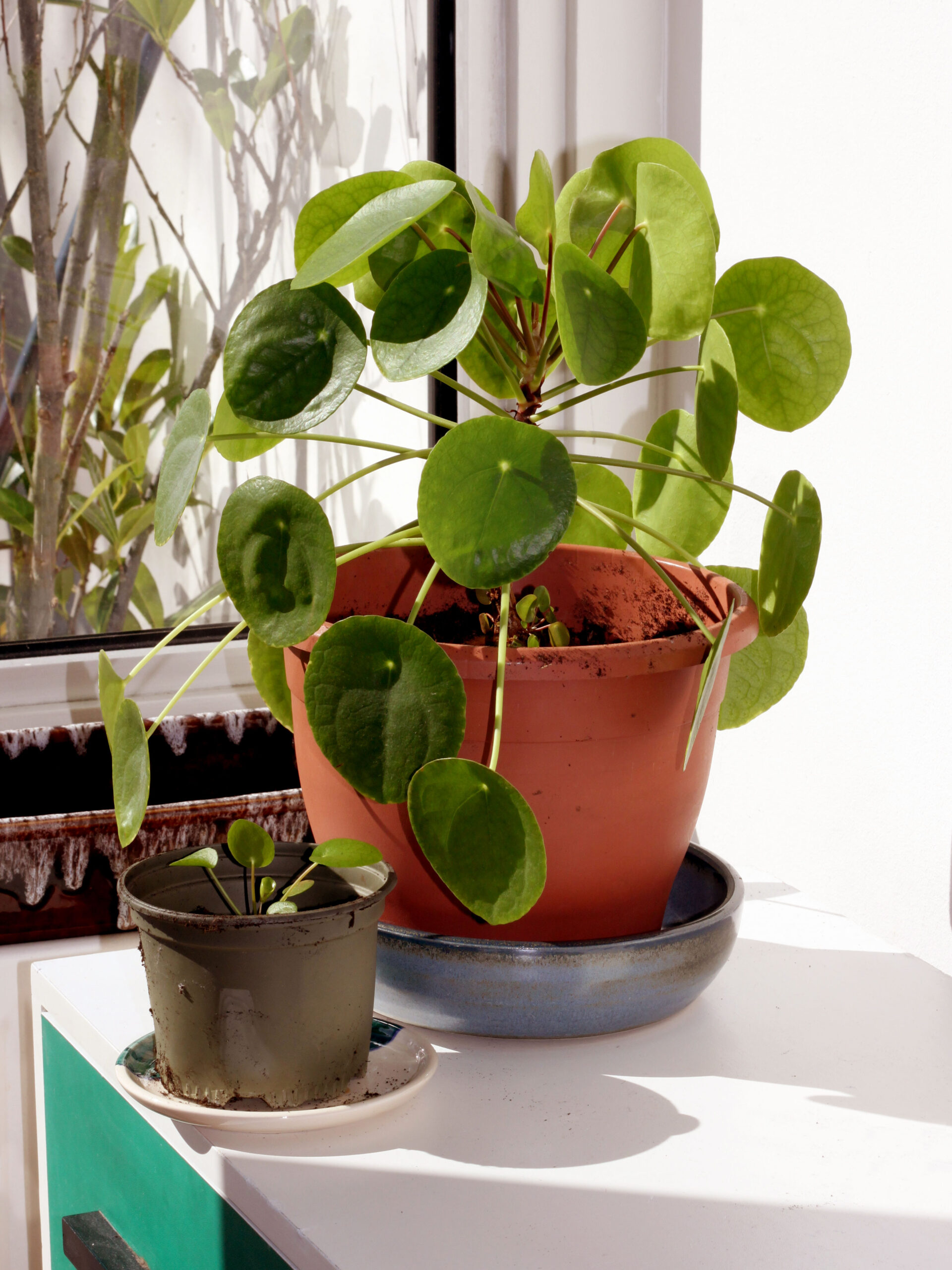 Pilea plant with some drooped leaves