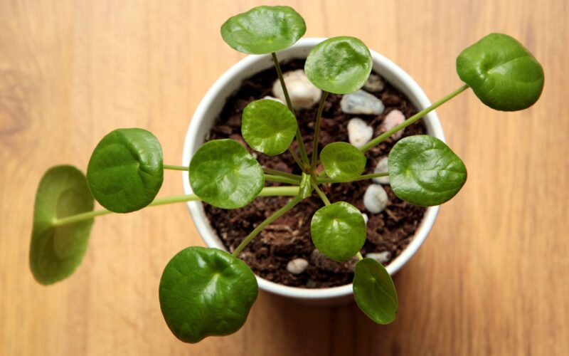 Showing a pilea plant in a pot from top angle