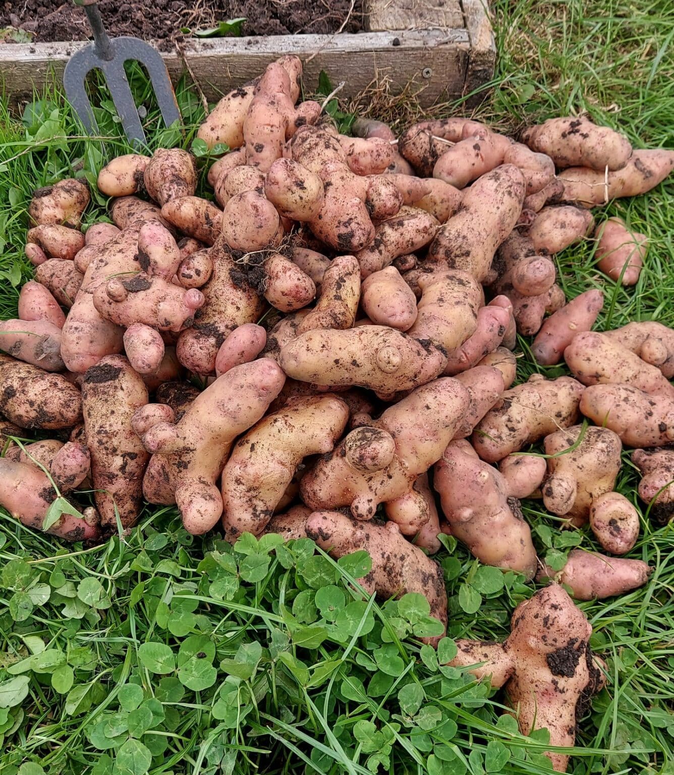 10+ Popular Types of Potatoes in UK Plants Craze