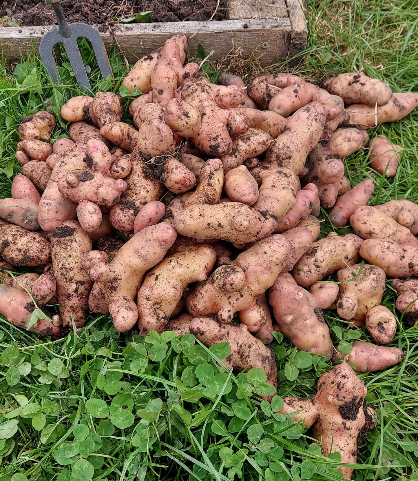 uk potato varieties list        
        <figure class=