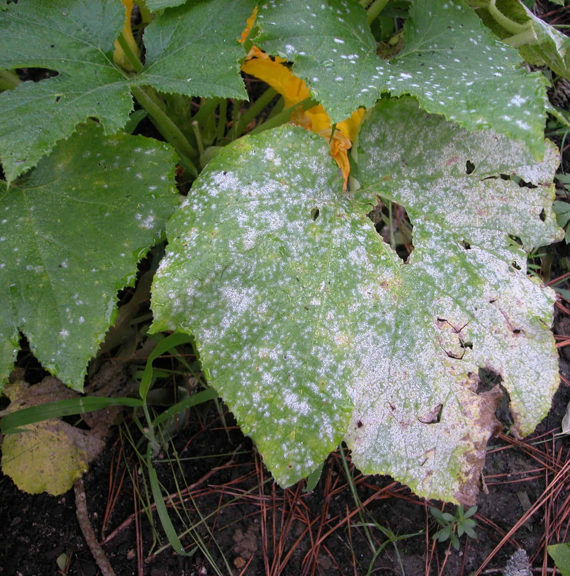 Powdery-Mildew-Wikimedia