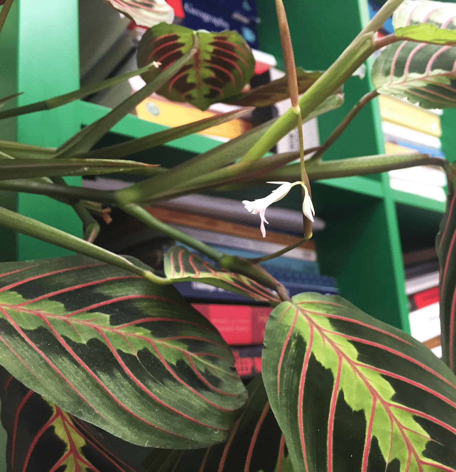 The purple veined leaf of Prayer plant is hanging by the trails.