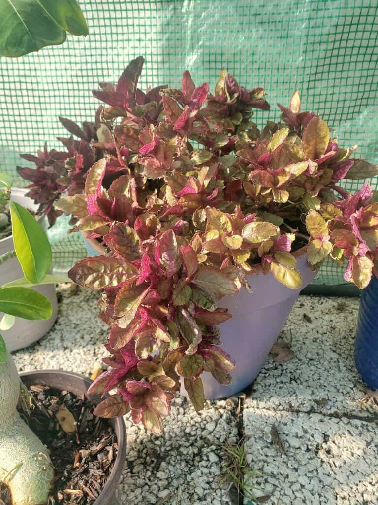 A pot containing the leaf of Purple Waffle Plants is standing over a shelf.