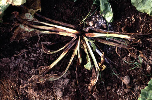 root rot in sugarbeet