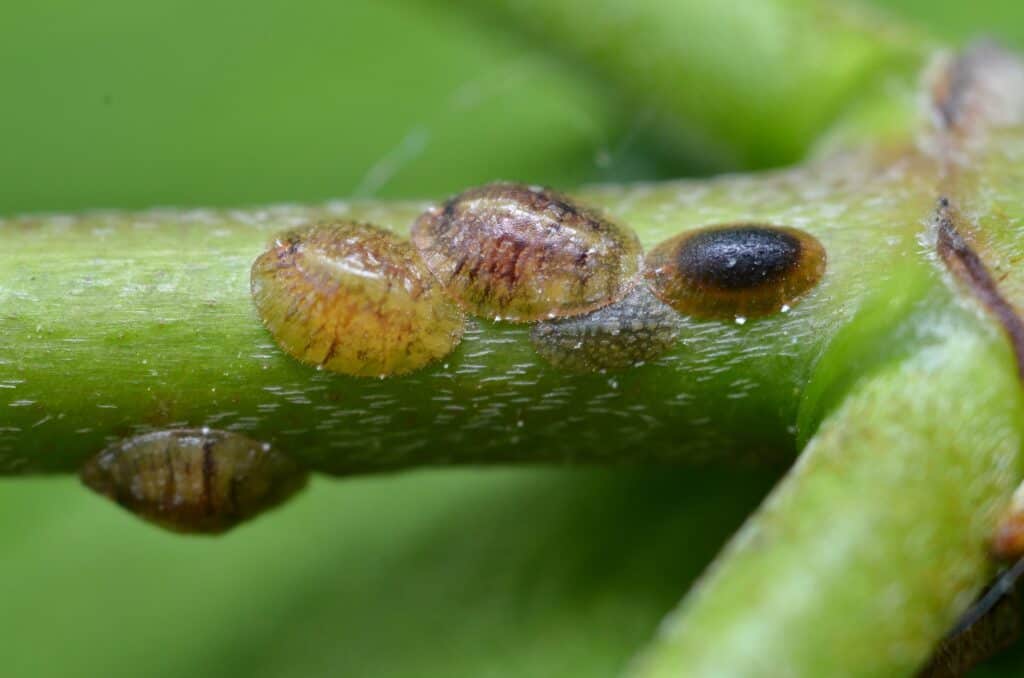 Scale insects