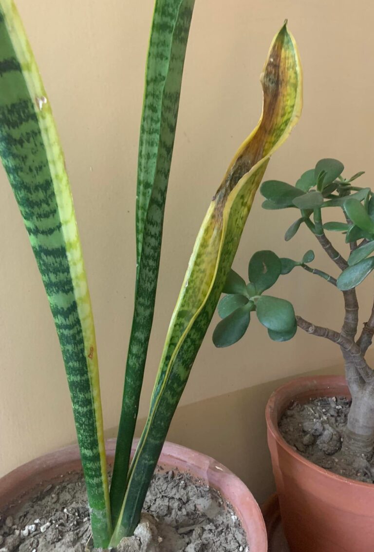 Underwatered Snake Plant [7+ Signs, 5 Causes & 5+ Treatments]