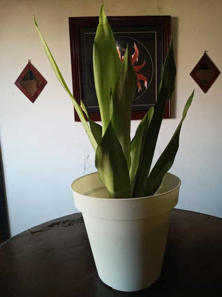 Snake plant with yellow leaves