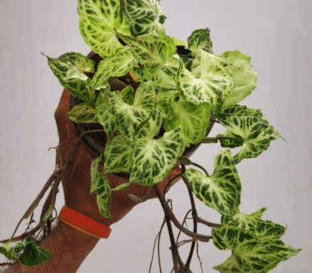 A person is holding on a pot containing Syngonium Podophyllum Batik