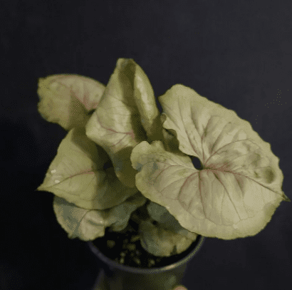 A person is holding on a pot containing Syngonium Podophyllum Bold Allusion