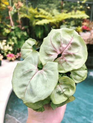 A person is holding on a pot of Syngonium Podophyllum Cream Allusion