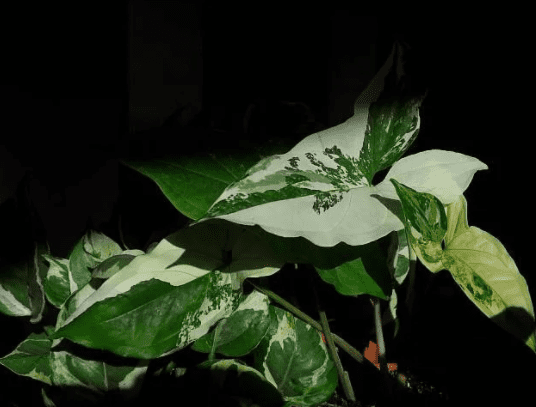 Lush of Syngonium Podophyllum Emerald Gem