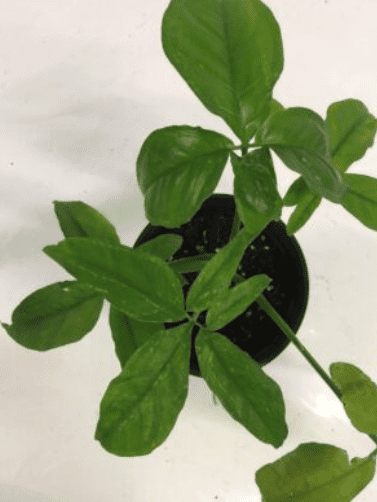 A pot with Syngonium Podophyllum Five Fingers