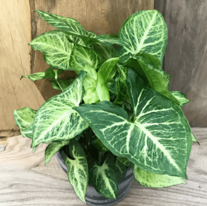 Leaves of Syngonium Podophyllum Painted Arrow is growing in a pot