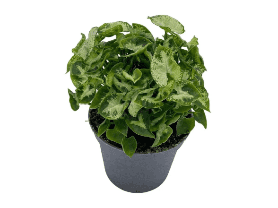 A blue pot containing Syngonium Podophyllum Pixie