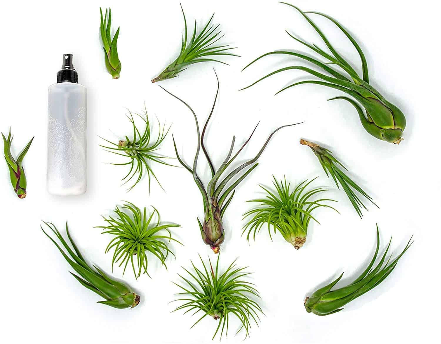 How to Water Air Plants?