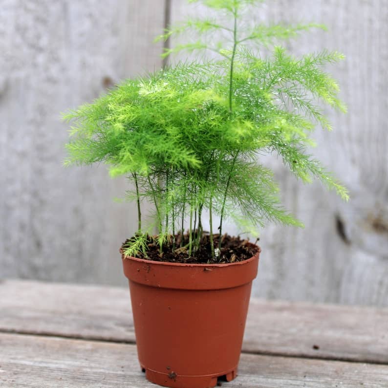 Why Is My Asparagus Fern Turning Yellow? - Plants Craze