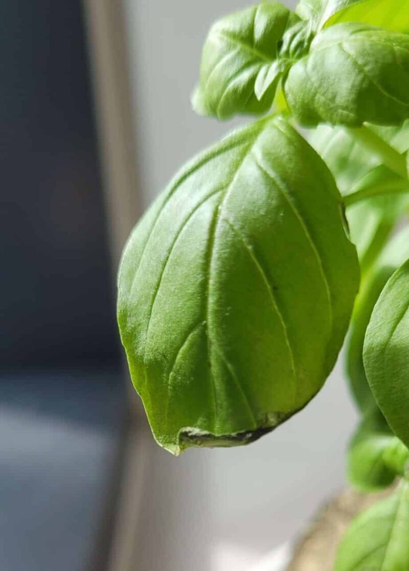 Why Are Your Basil Stems Turning Brown? [3 Causes And Fixes]