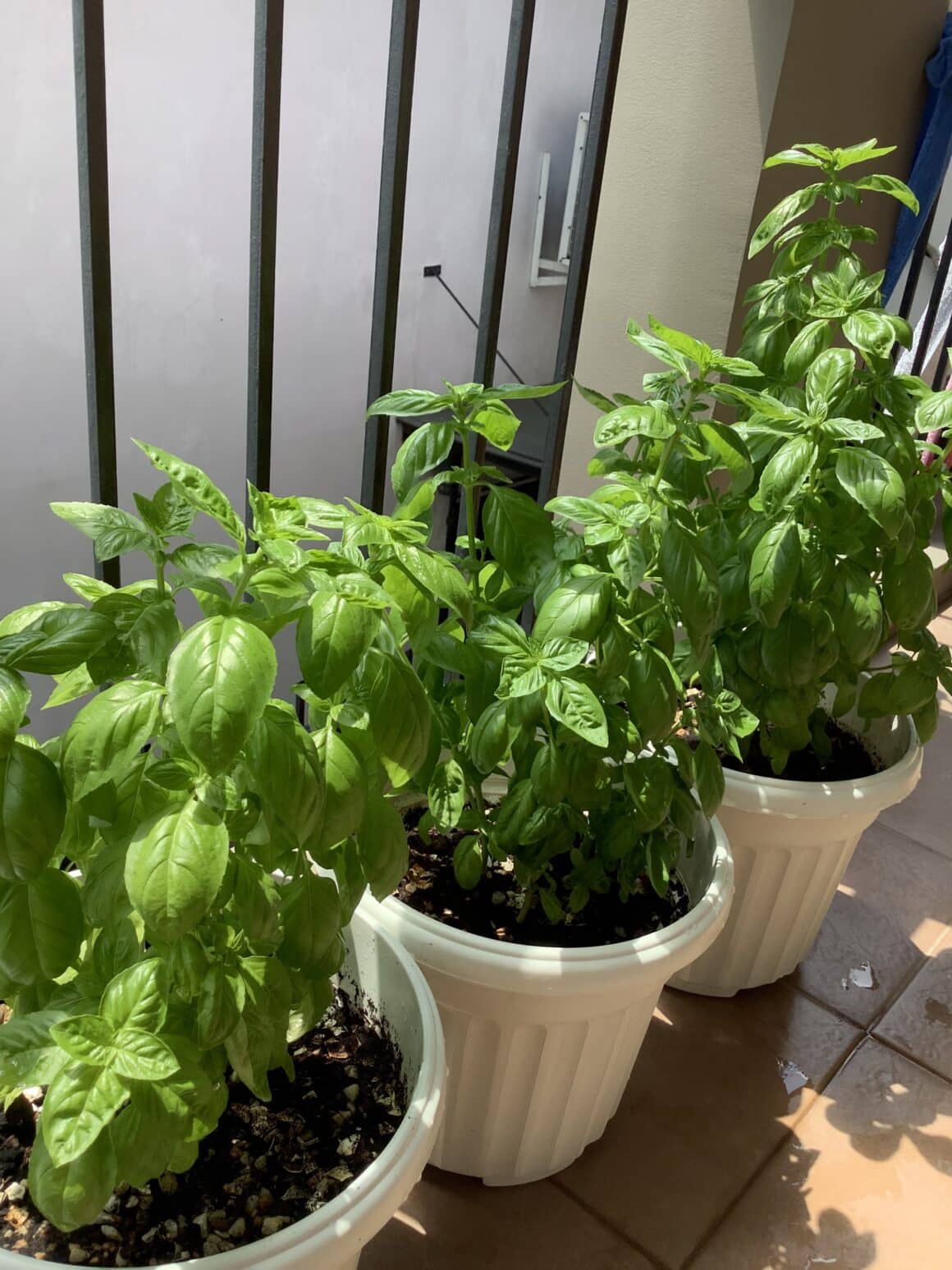 Why Are Your Basil Stems Turning Brown? [3 Causes And Fixes]