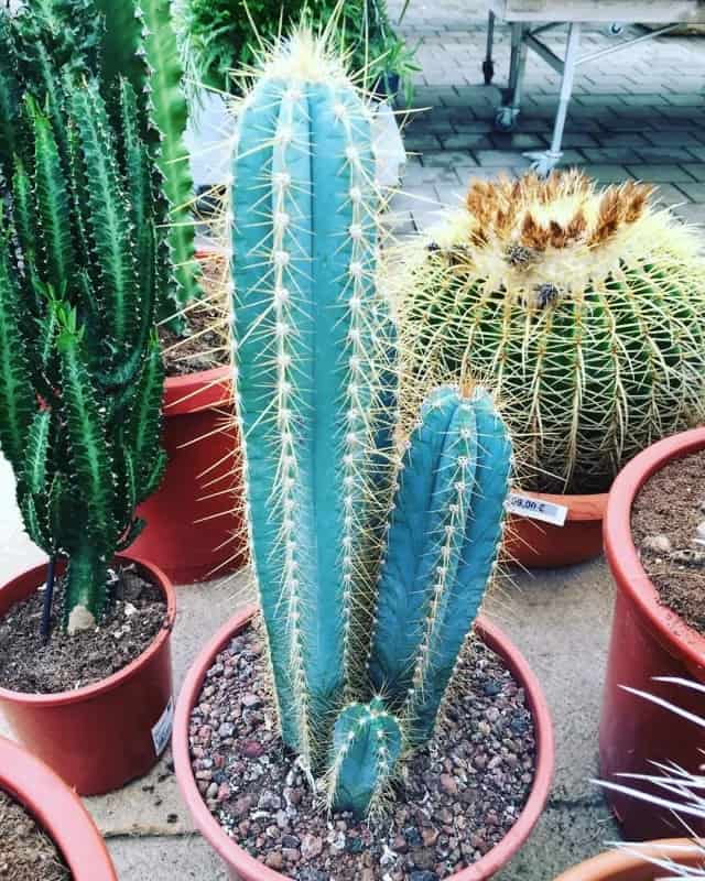 Blue Torch Cactus 