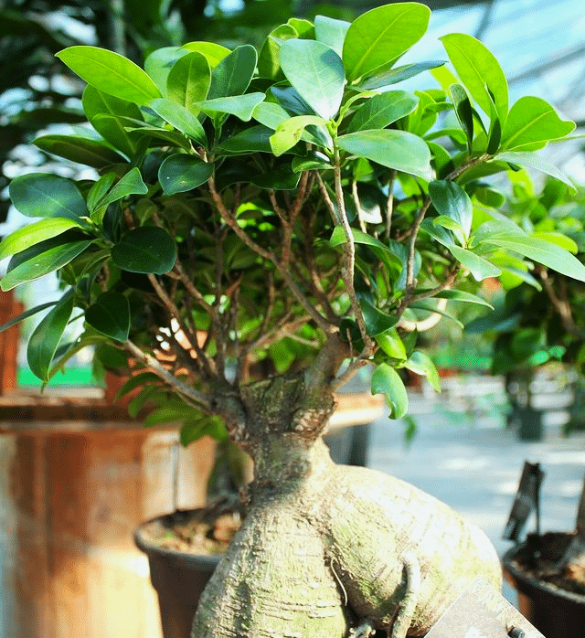 bonsai tree with big trunk