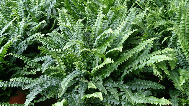 Kimberly Queen vs Boston Fern [5 Differences, 6 Similarities]