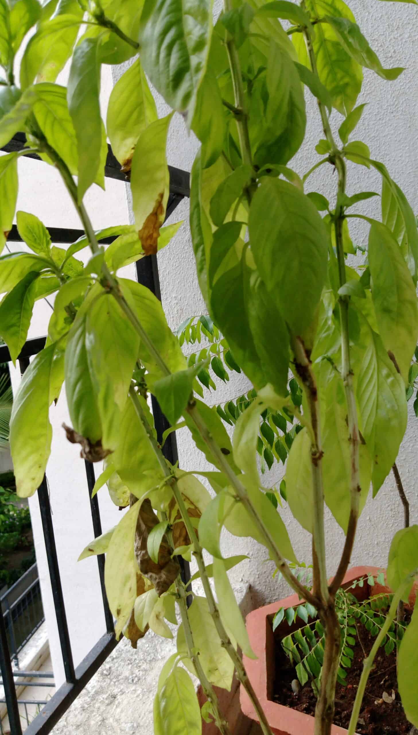 Why are Basil Stems Turning Brown? Plants Craze