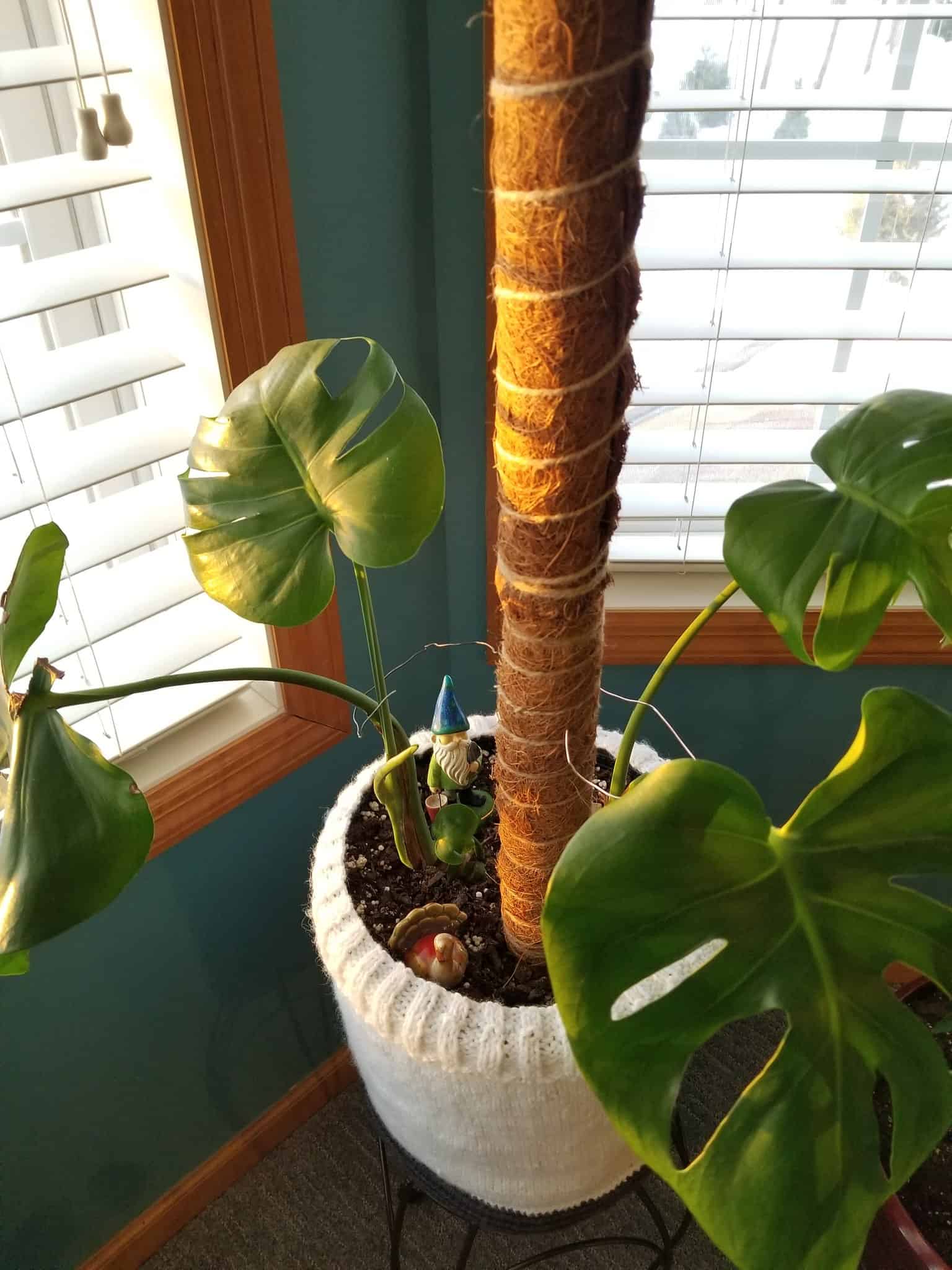 curled Monstera in pot