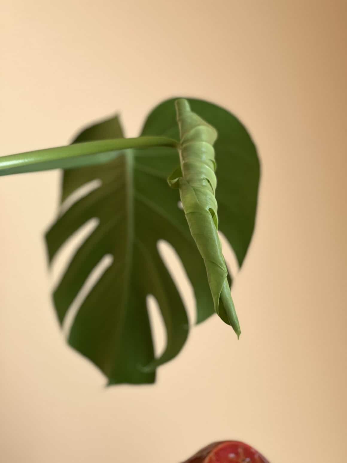 5+ Mistakes that Leads to Monstera Leaves Curling Plants Craze
