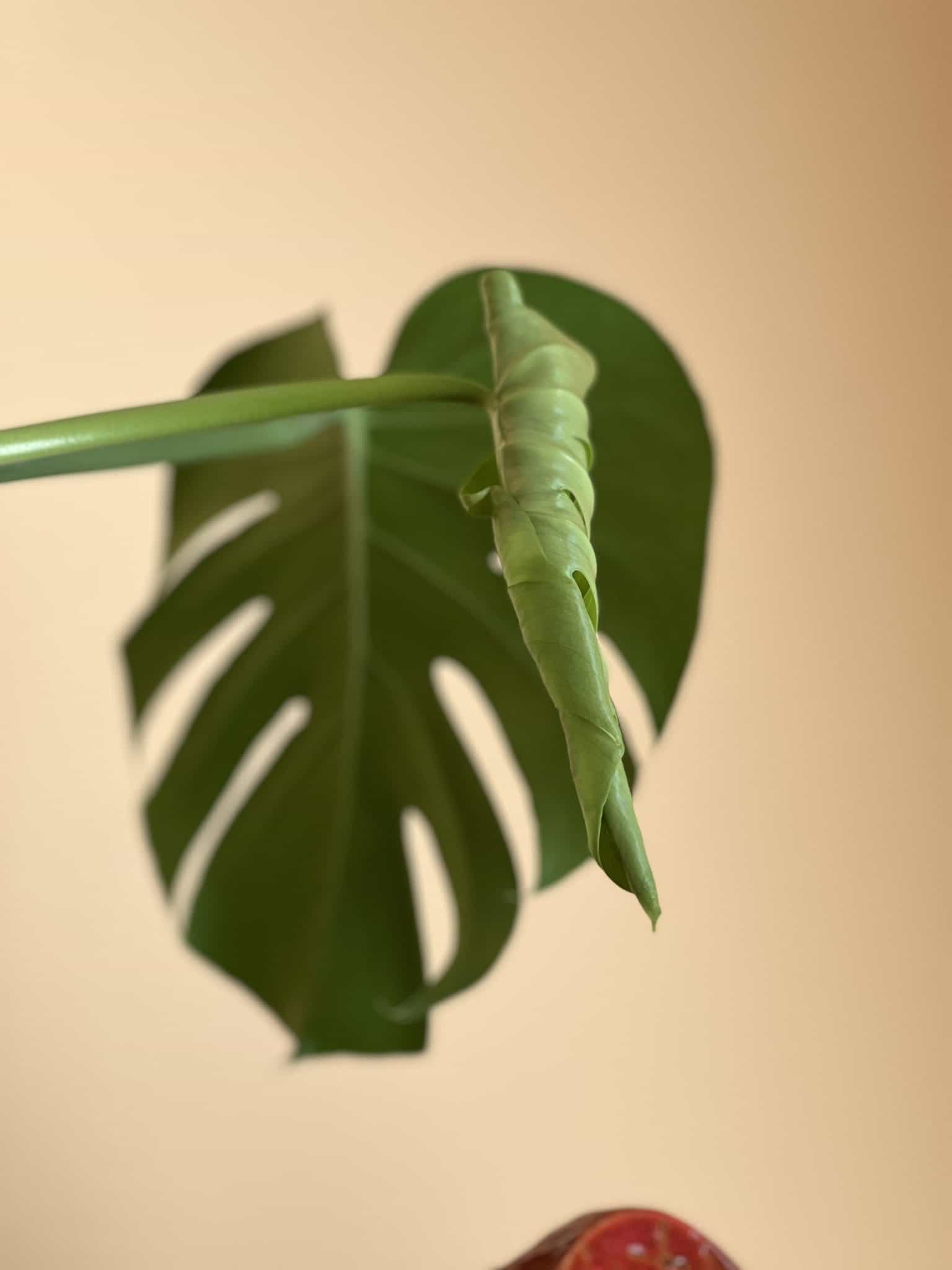 curled Monstera leaf