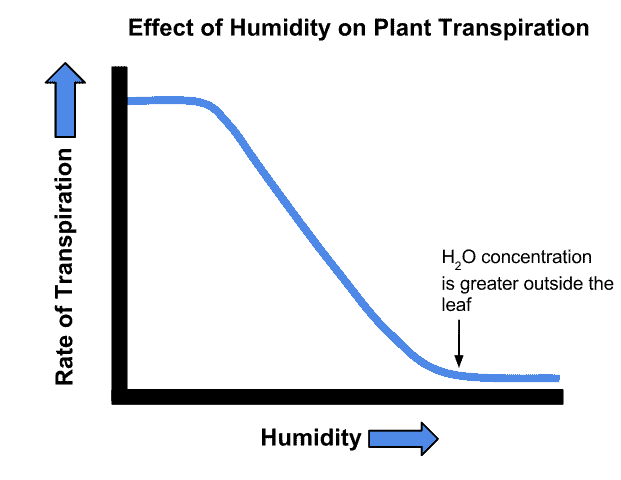 Effect of humidity on leaves