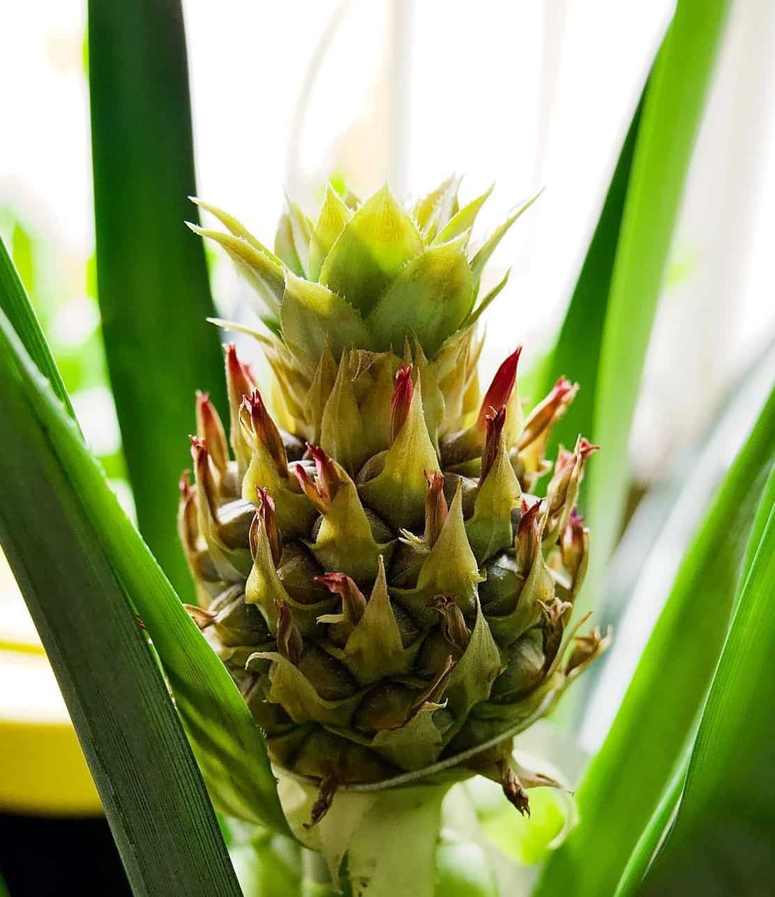 Image represents green unripe baby pineapple fruit