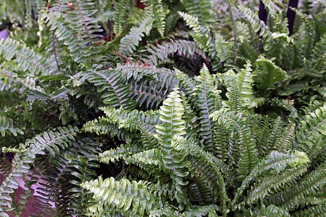 Kimberly queen is drought tolerant