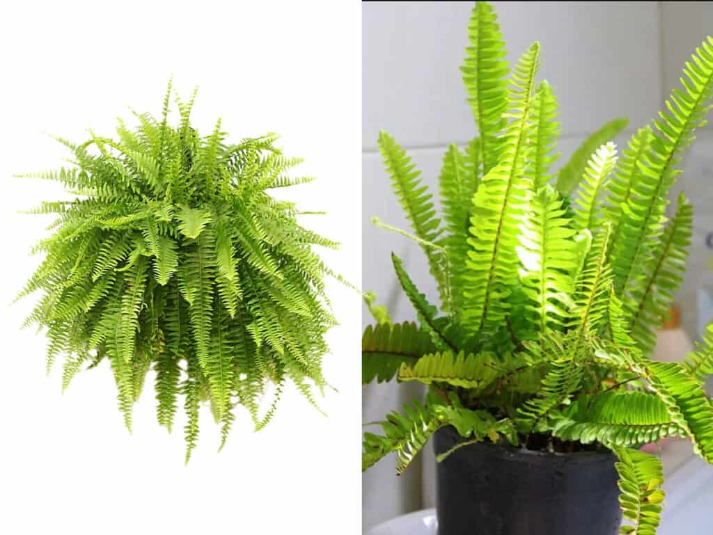 Boston fern vs Kimberly Queen