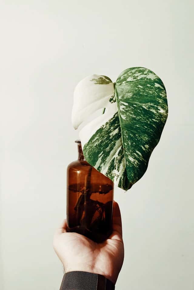 Monstera Albo