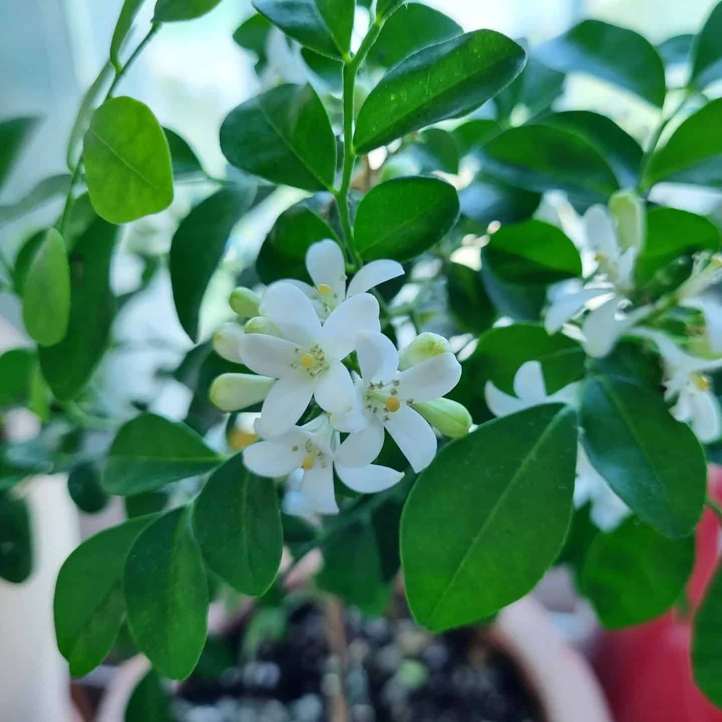 Image represents white flowers of Orange Jasmine 