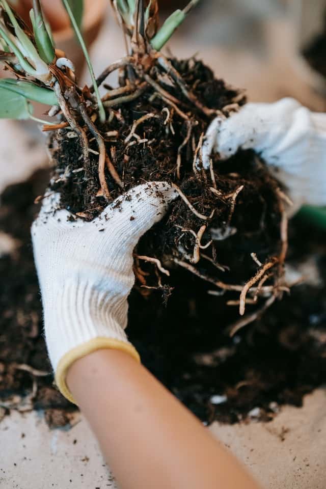 Dividig root for propagation