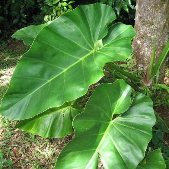 Philodendron giganteum Plant