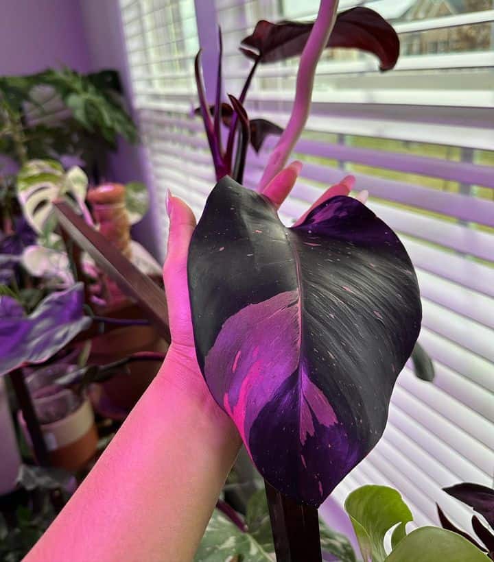 young, juvenile Pink Princess Philodendron plant