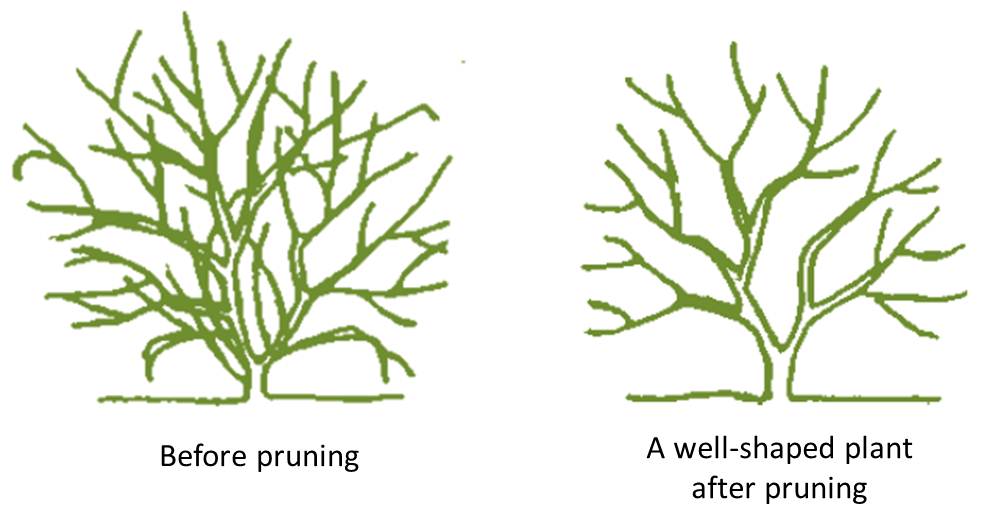 Before Pruning and After Pruning