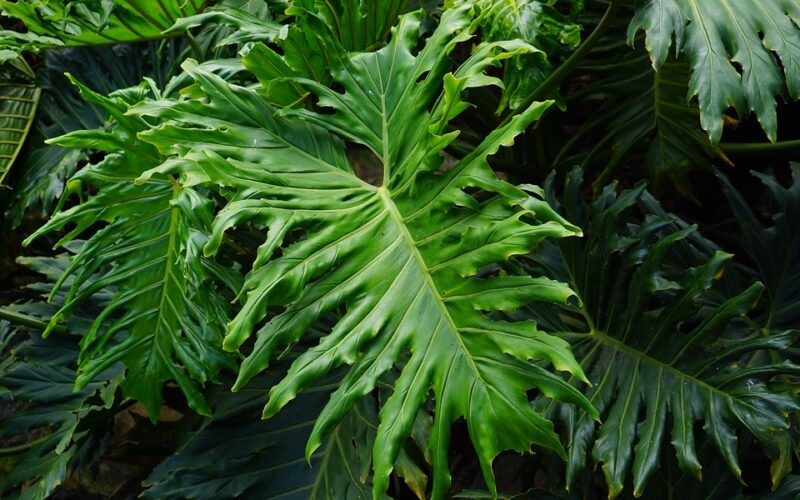 Philodendron Selloum Big Leaves