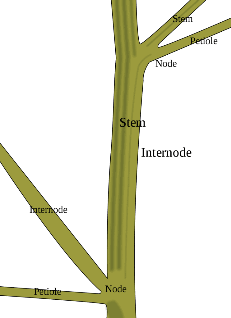 Stem node diagram