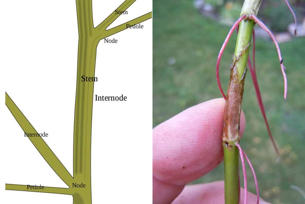 Stem node diagram