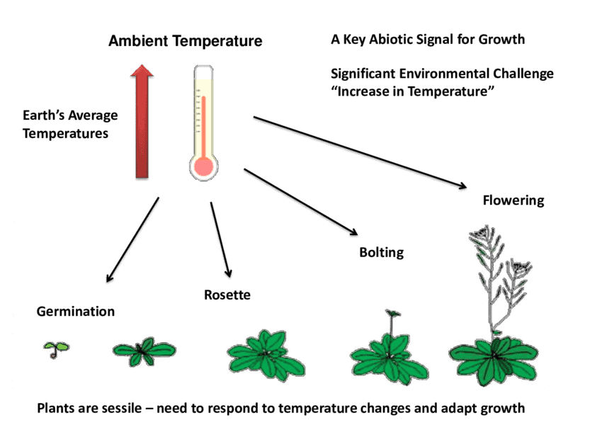 Temperature in relation to plant's growth