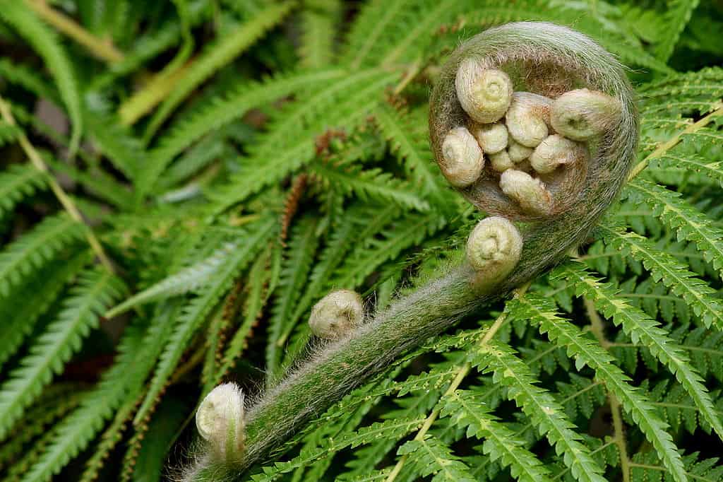 Unrolling young fern with spores