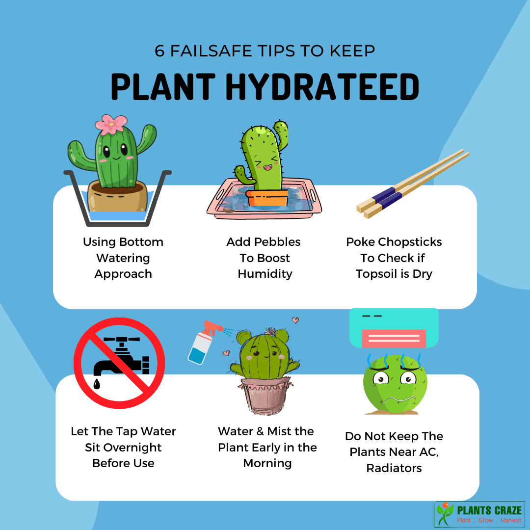 Image illustrates watering tips for plants like Orange Jasmine