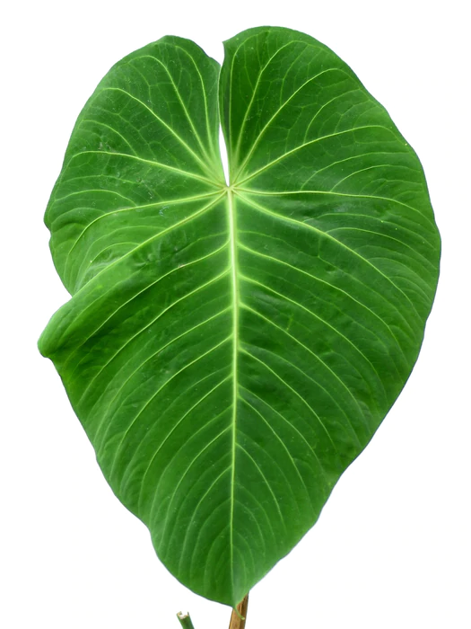 Anthurium angamarcanum velvet leaves