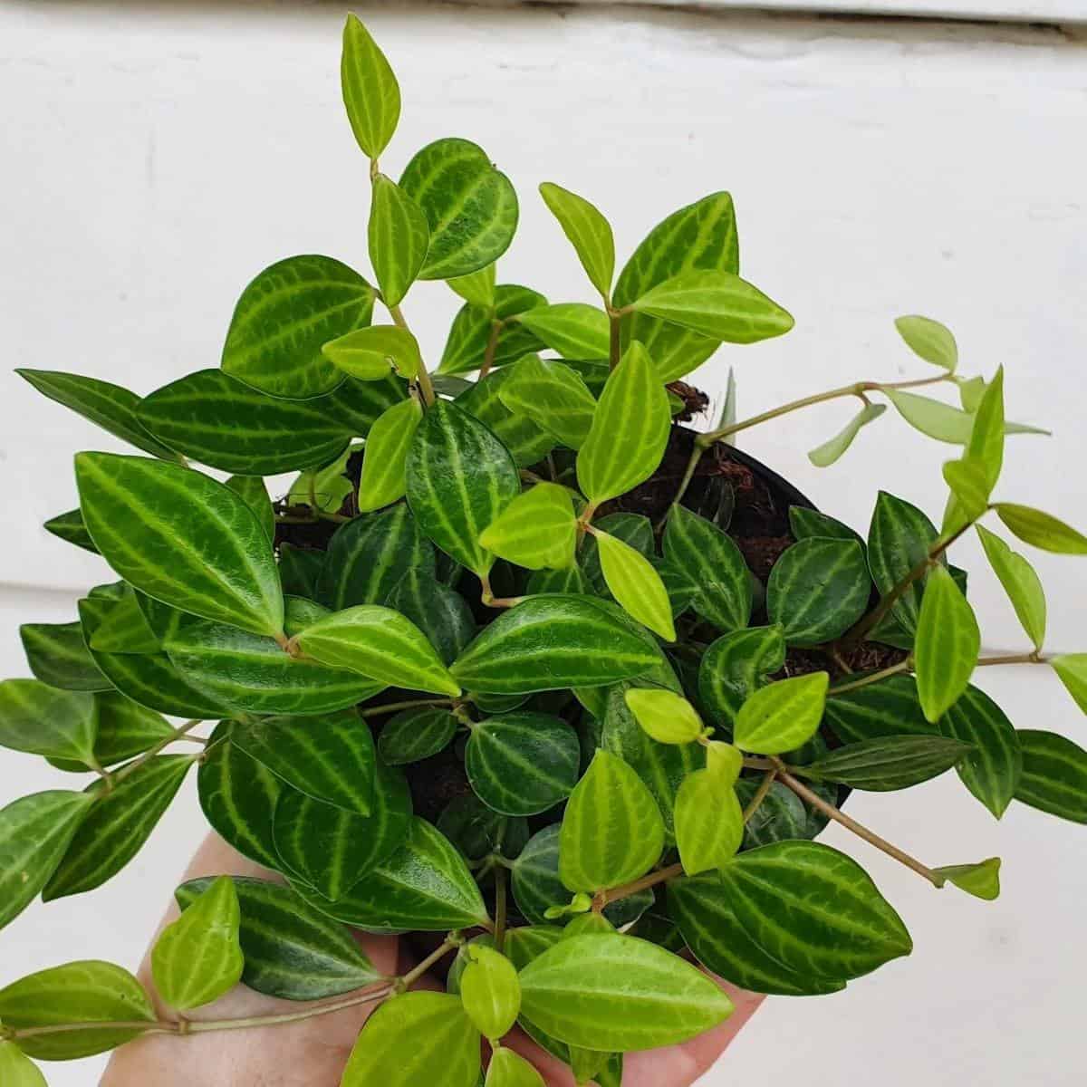 How to Care for Peperomia Quadrangularis: The Easy Guide - Plants Craze